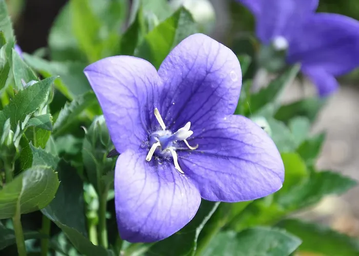 Couette-café Molenzicht Nootdorp