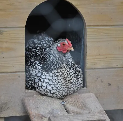 Molenzicht 3* Nootdorp